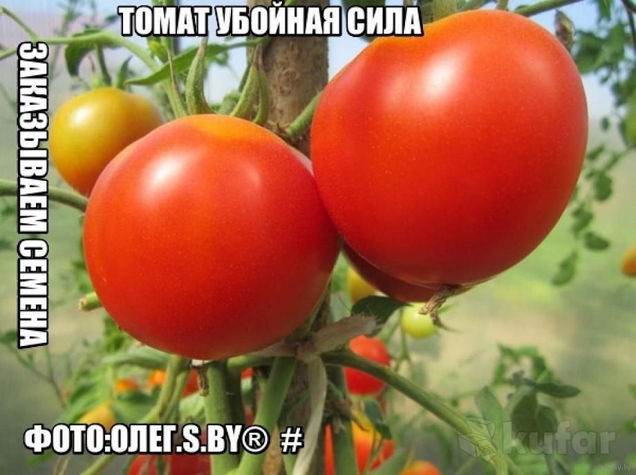 Семена белорусской селекции Семена белорусской селекции