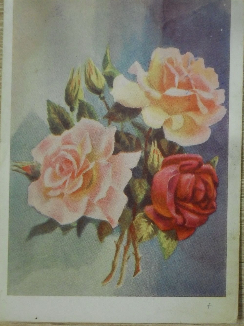 Картина розы СССР