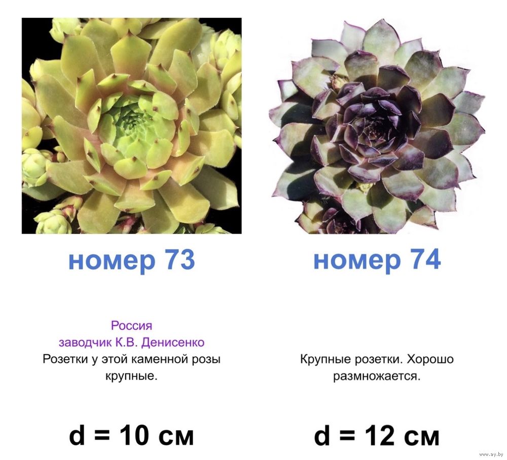 КАМЕННЫЕ РОЗЫ (молодила) 74 сорта. Купить в Самарской области — Семена  Ay.by. Лот 5035102054