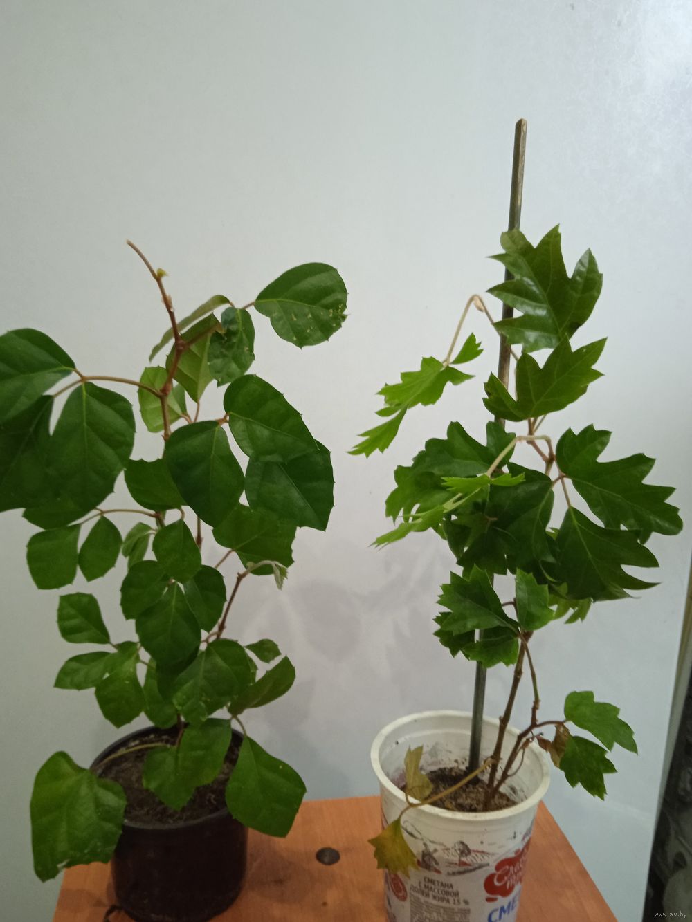 Выращивание комнатных растений: вечнозеленая «березка»