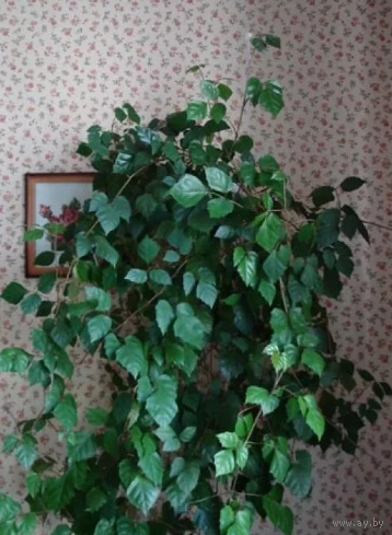 Выращивание комнатных растений: вечнозеленая «березка»